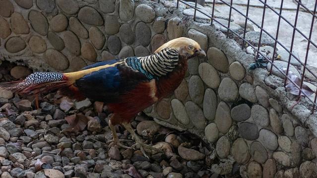 Palawan Wildlife Rescue and Conservation Center